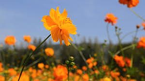 Safflower Petals (Dried)