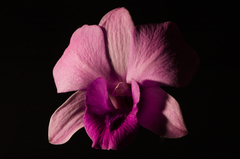 Black Orchidea Perfume OIL (PREMIUM QUALITY)