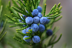 Juniperberry essential oil