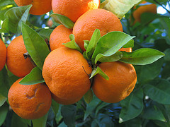 Orange, sweet, essential oil: Camden-Grey Essential Oils, Inc.